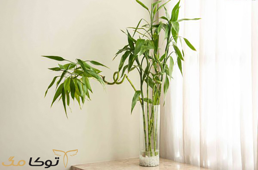 نحوه نگهداری از گیاه بابمو