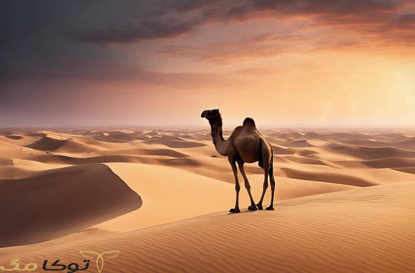 تعبیر خواب شتر بر اساس موضوعات آن