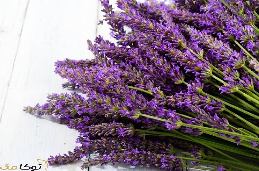 گیاه دارویی برای تقویت حافظه و افزایش هوش، مریم گلی