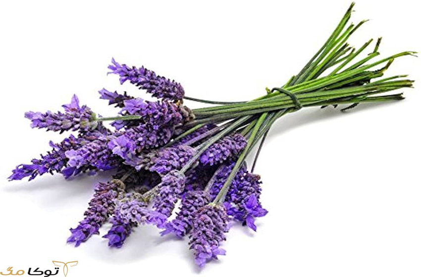 گیاه دارویی برای تقویت حافظه و افزایش هوش، اسطوخودوس