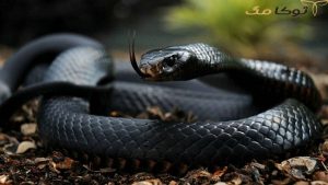 تعبیر مار سیاه
