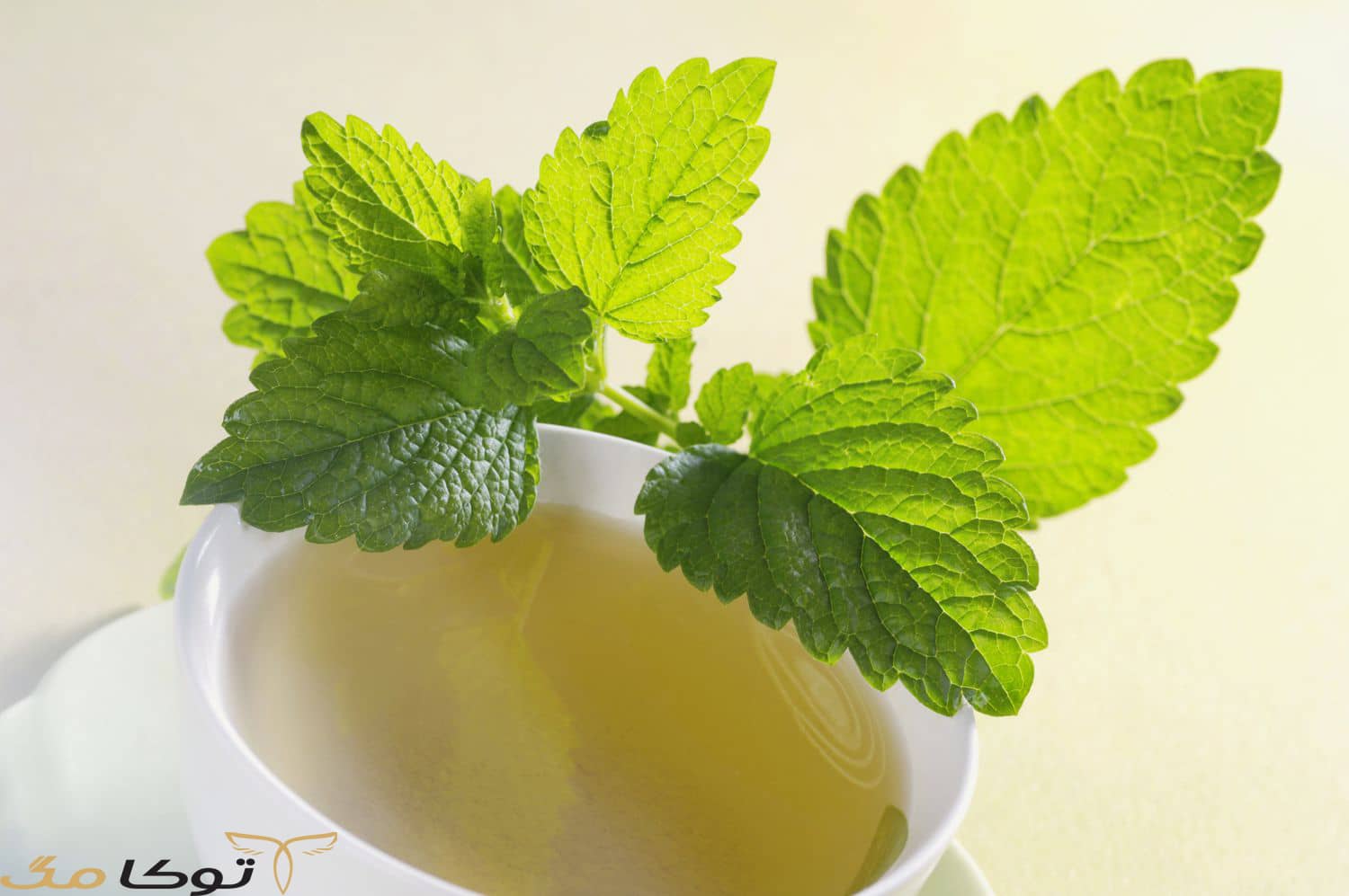 گیاهان دارویی برای تقویت حافظه و افزایش هوش
