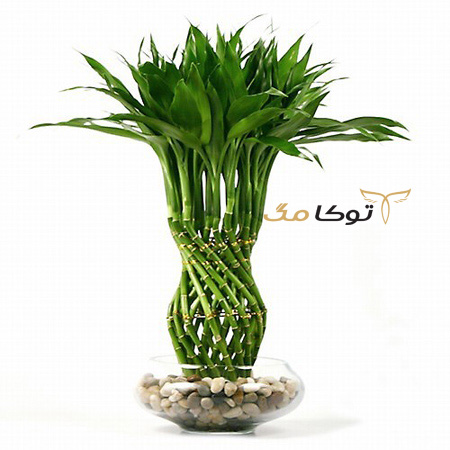 عجیب‌ترین نماد خوش شانسی در جهان