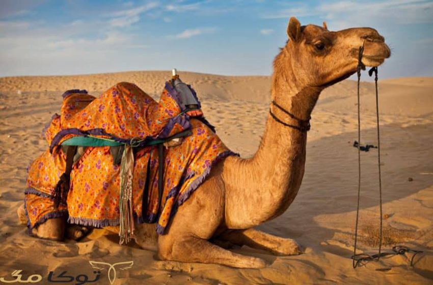 تعبیر خواب شتر