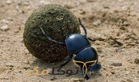 عجیب‌ترین نماد خوش شانسی در جهان