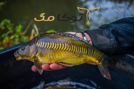 فلس ماهی کپور، عجیب‌ترین نماد خوش شانسی در جهان