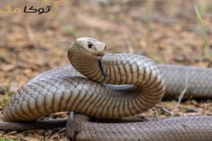 تعبیر مار قهوه‌ای