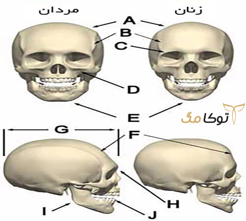 تفاوت جمجمه زن و مرد