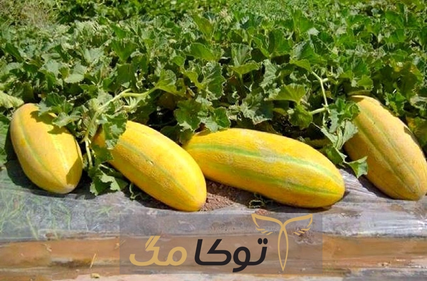 فواید خربزه