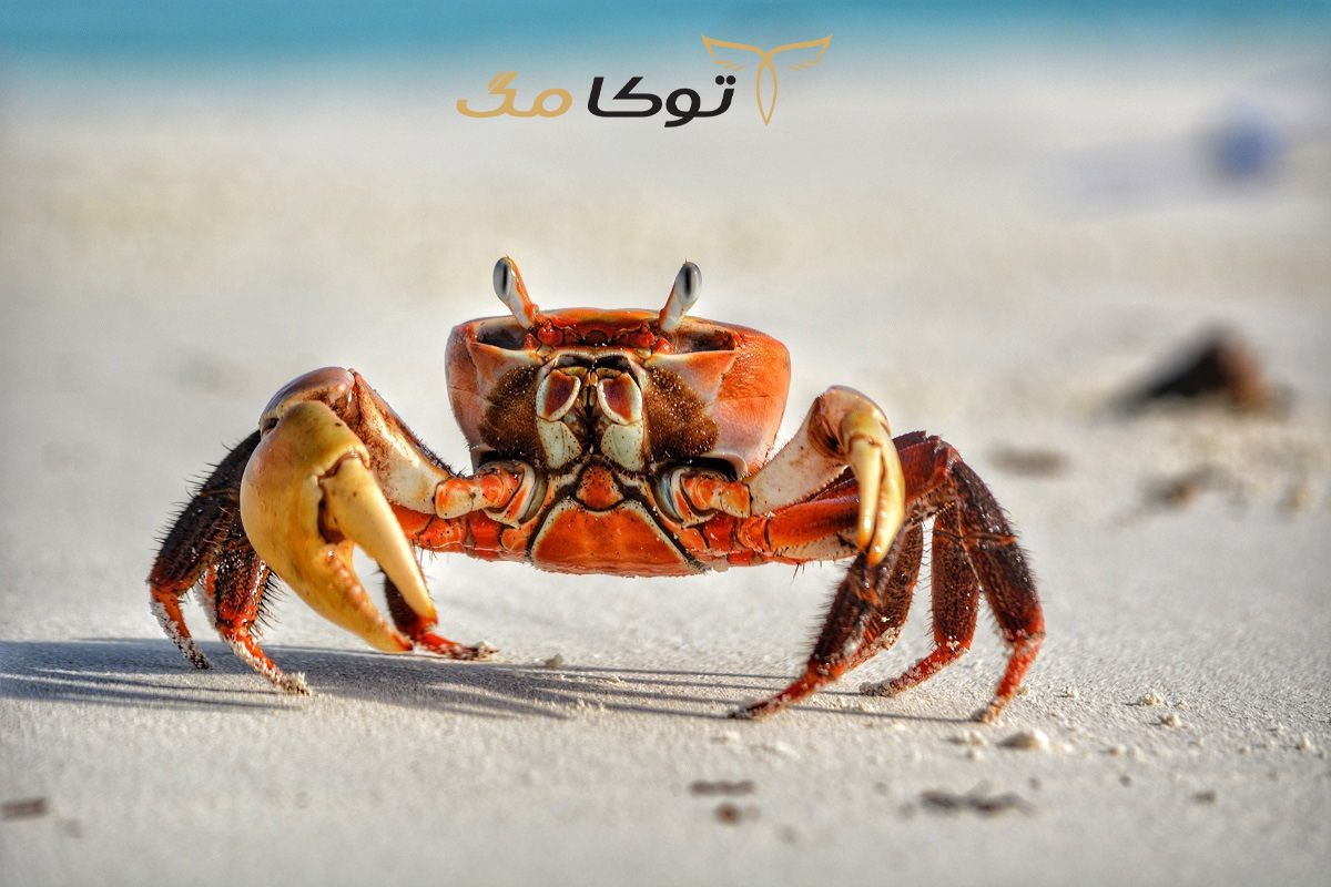 تعبیر خواب خرچنگ