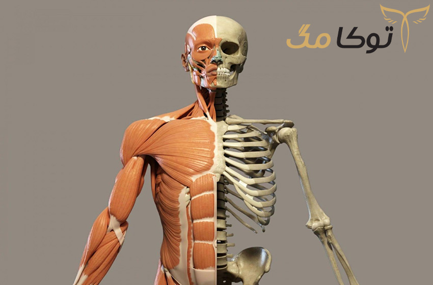 در بدن زن و مرد چند استخوان وجود دارد