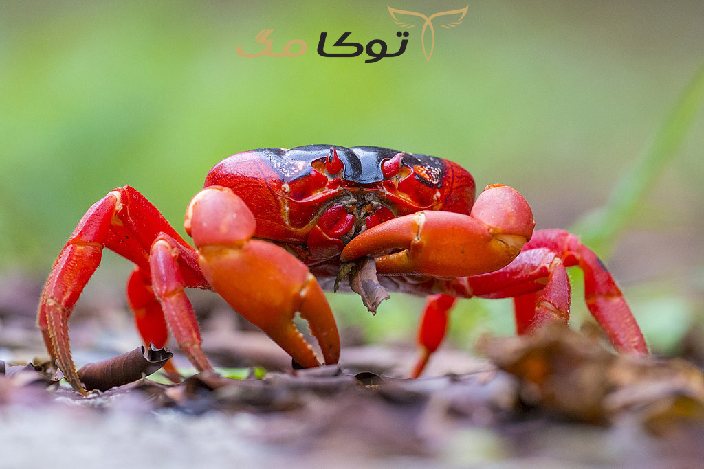 تعبیر خواب خرچنگ قرمز
