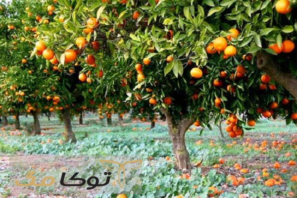 فواید نارنج