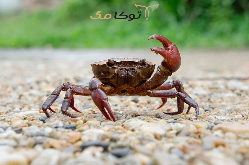 تعبیر خواب خرچنگ