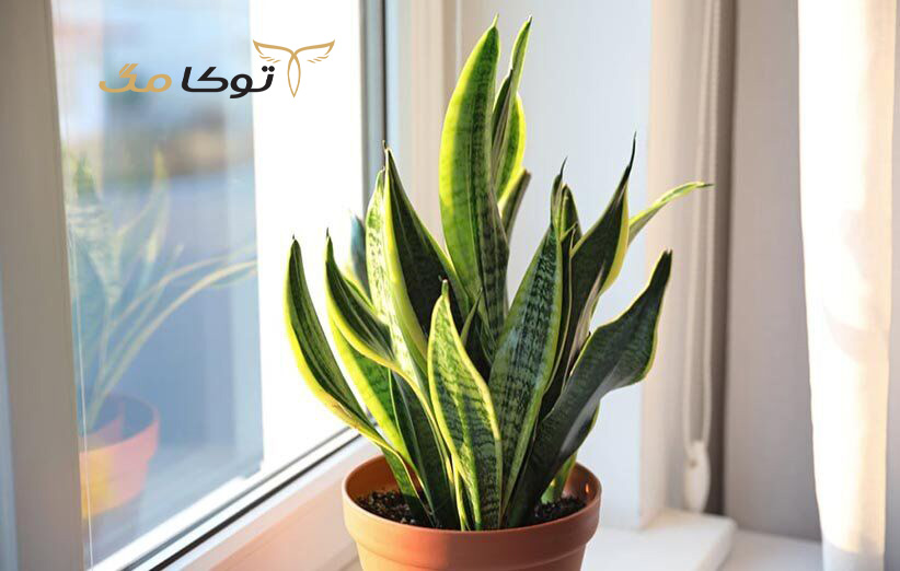 شرایط نگهداری گیاه سانسوریا