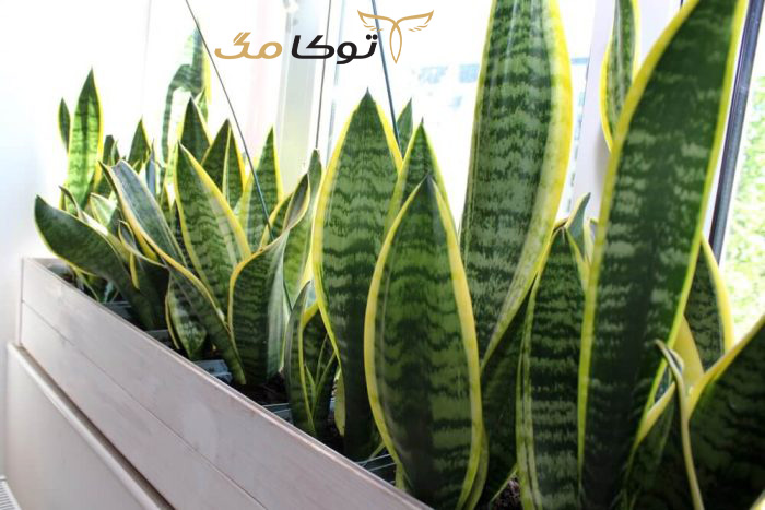 نور مناسب برای گیاه سانسوریا