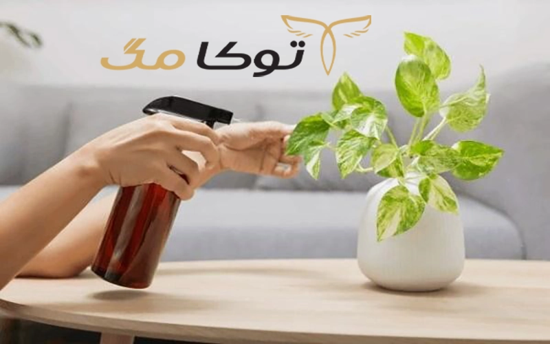 چرا باید به گیاهان آپارتمانی کود داد؟