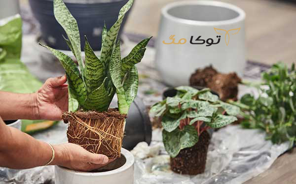 نور مناسب برای گیاه سانسوریا