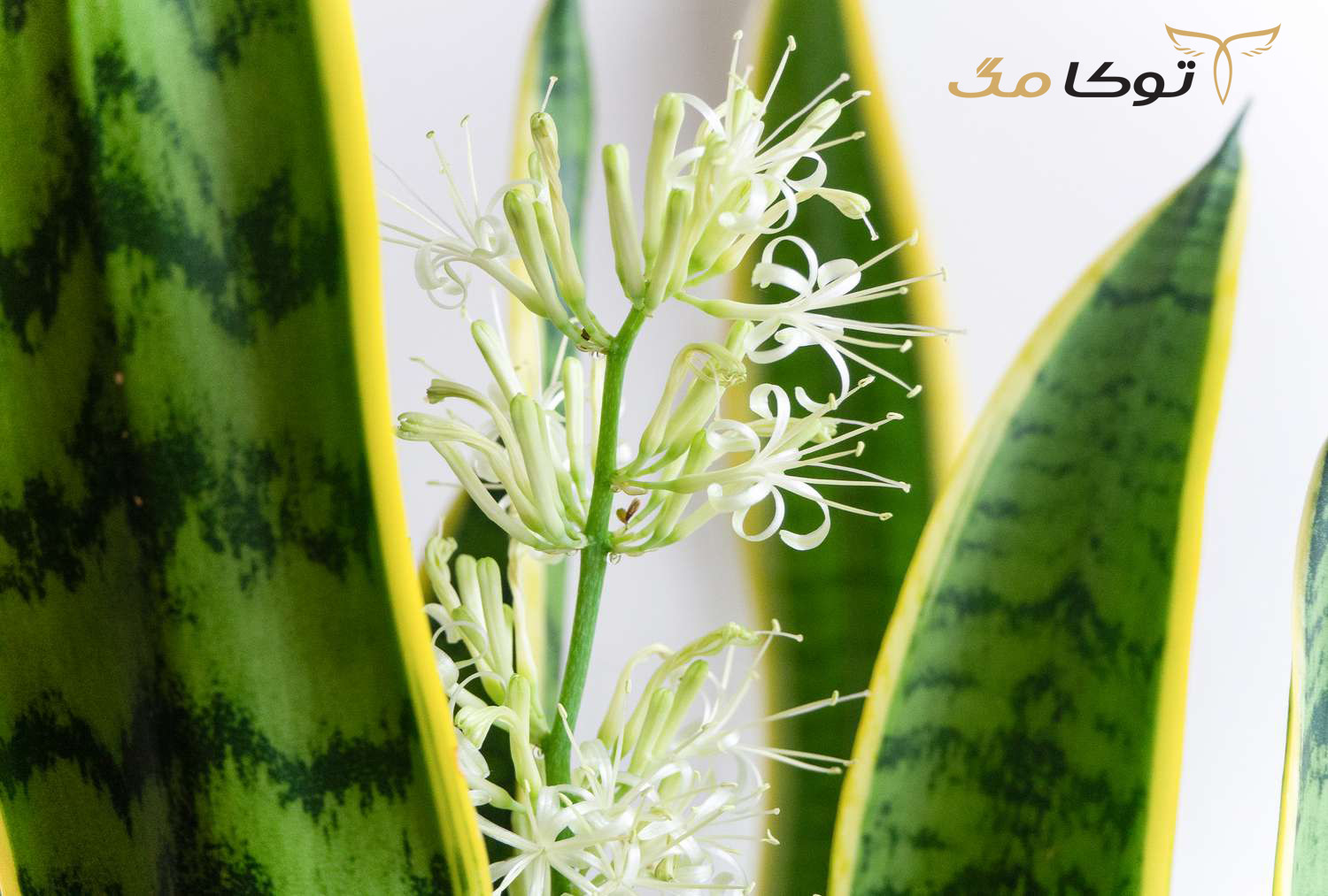 آشنایی با گیاه سانسوریا