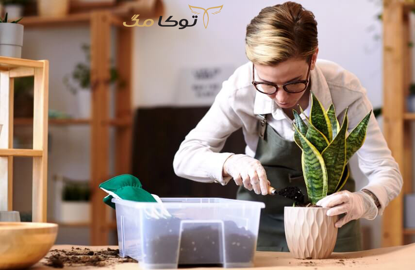 خاک مناسب گیاه سانسوریا