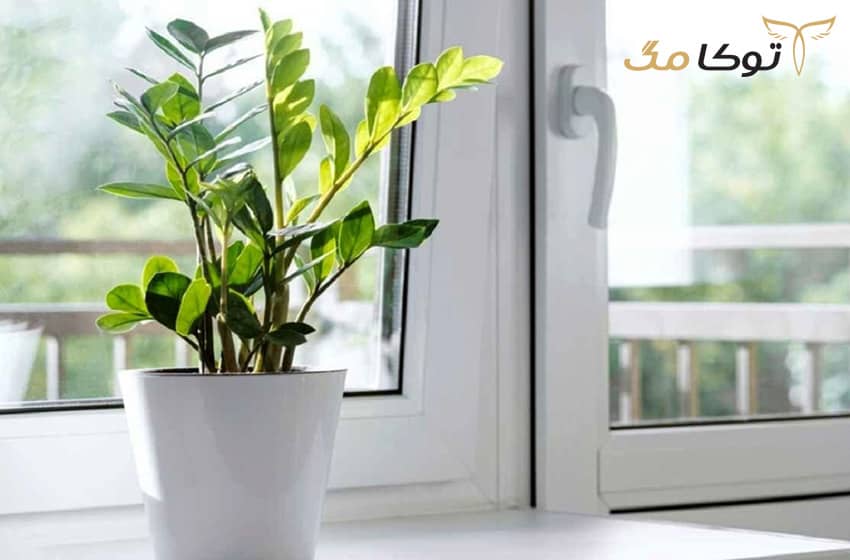 ویژگی‌های زاموفیلیا