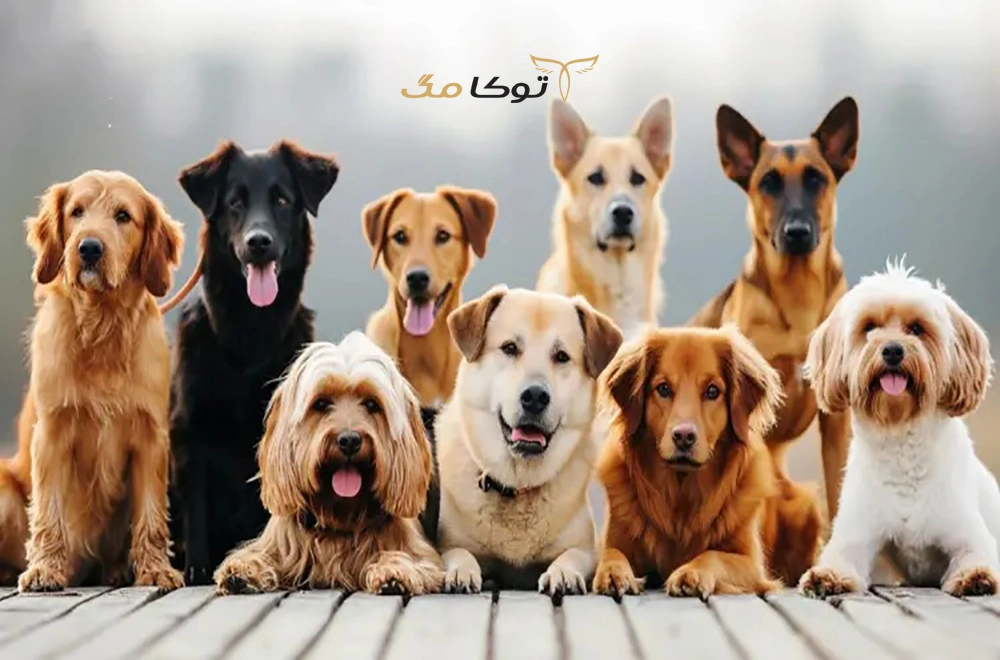 آشنایی با انواع نژاد سگ