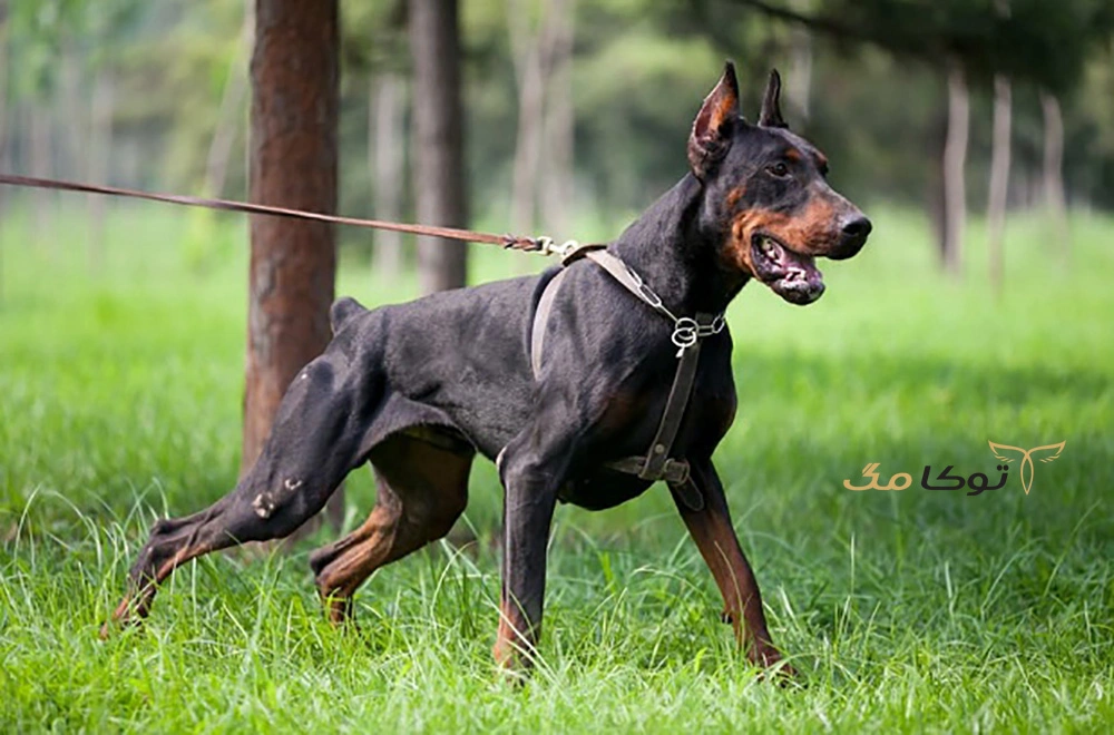 سگ دوبرمن