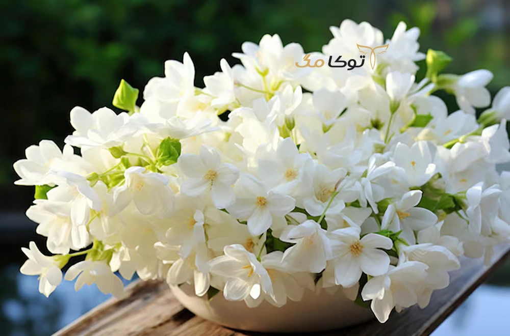 گل یاسمن