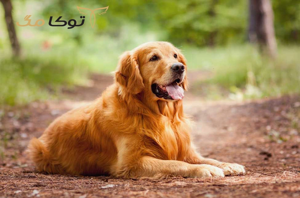 سگ گلدن رتریور