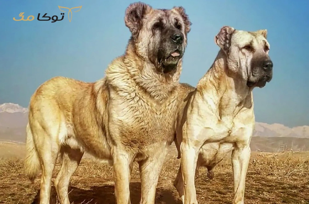 سگ قدرجونی یا قهدریجانی