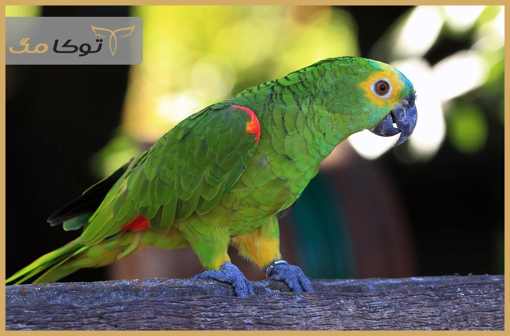 طوطی آمازون