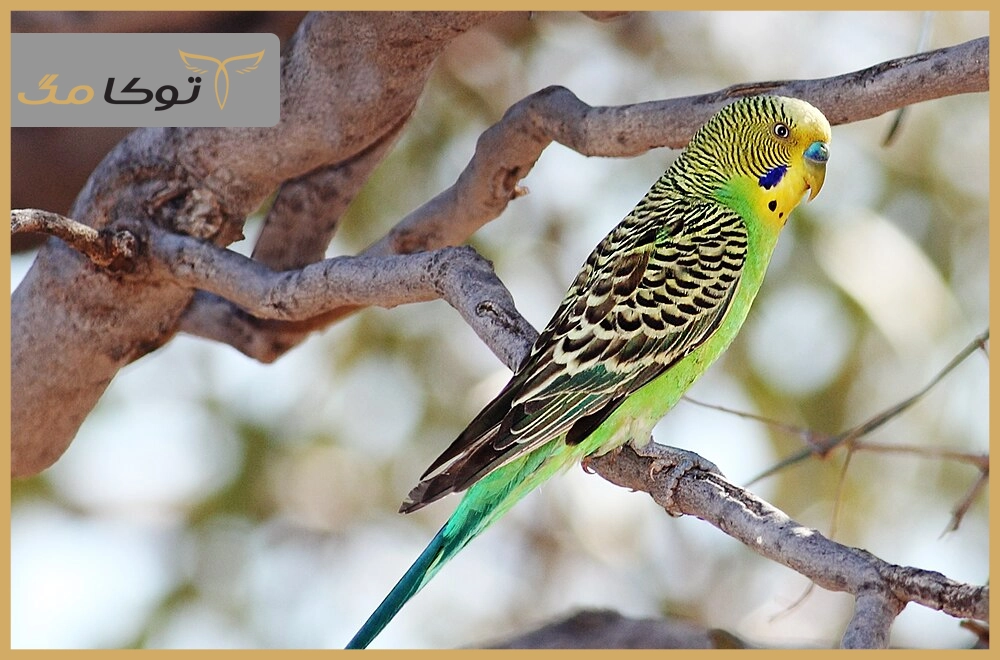 طوطی مرغ عشق