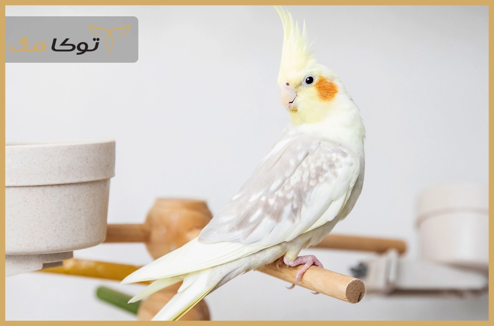 طوطی عروس هلندی