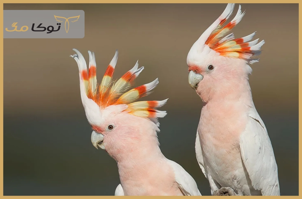 طوطی کاکادو