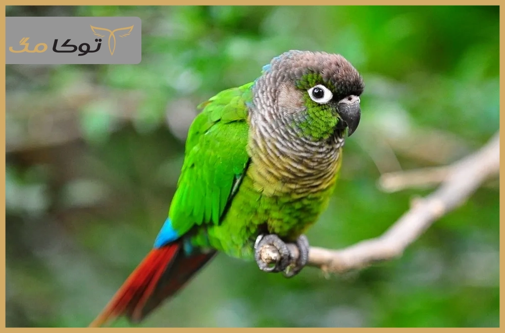 طوطی گرینچیک