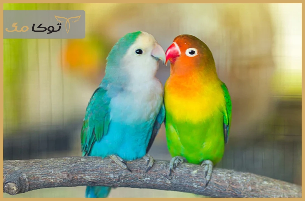 طوطی برزیلی