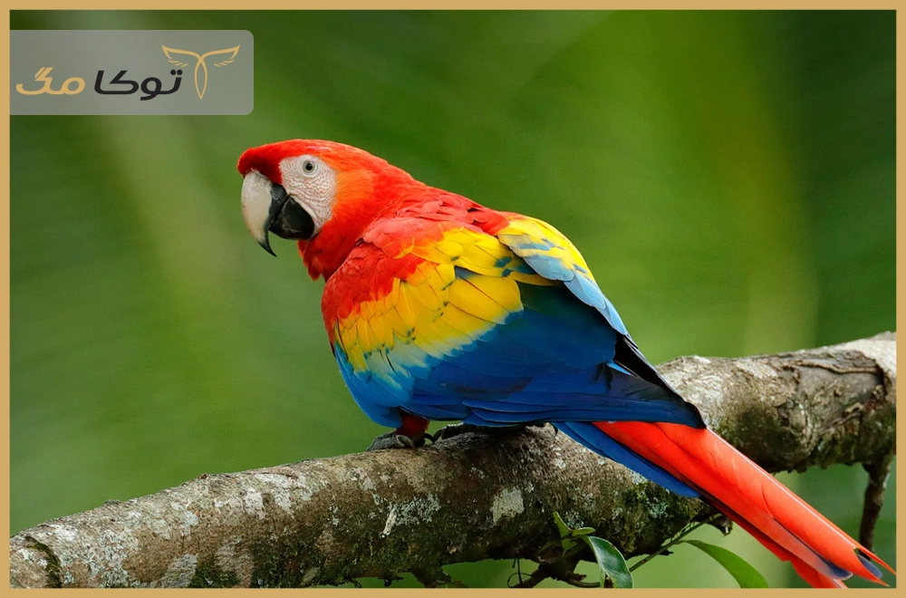 طوطی ماکائو