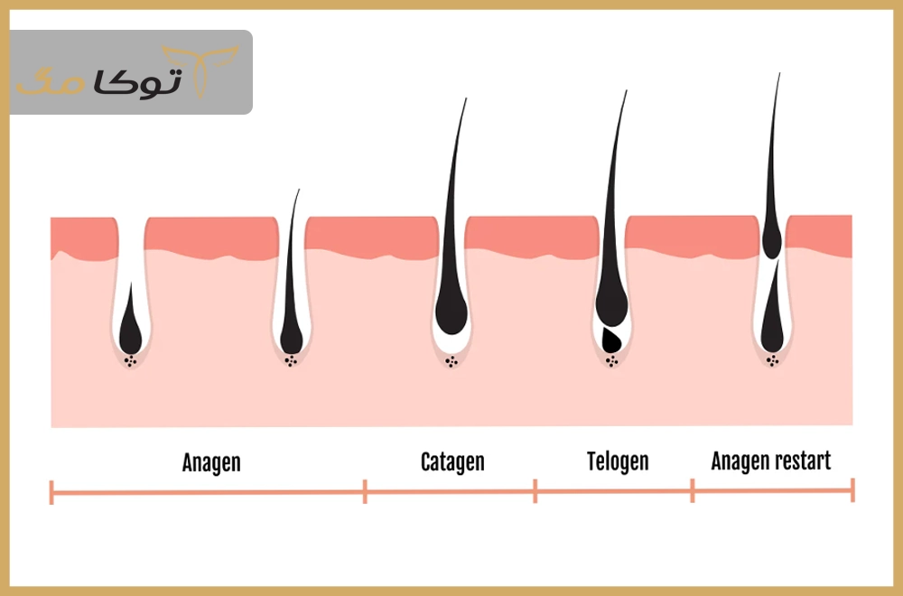 چرخه طبیعی رشد مو به چه صورت است؟