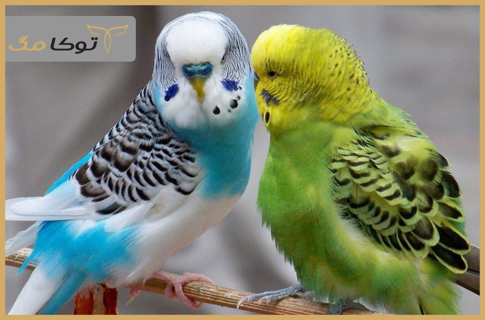 طوطی پاراکیت