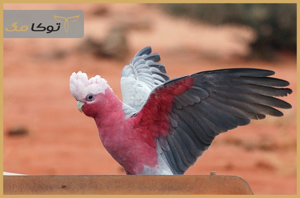 طوطی کاکلی سینه صورتی