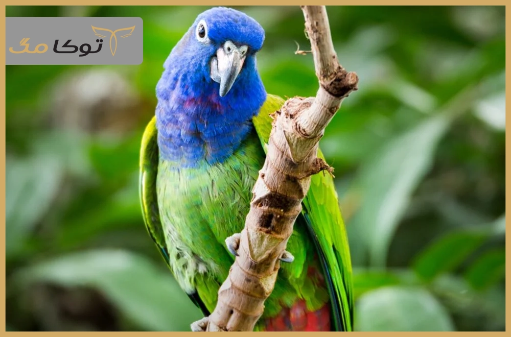 طوطی پیونوس