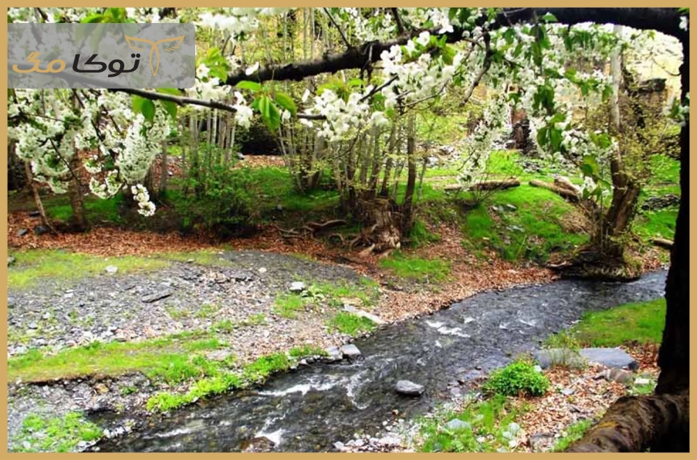 جنگل جیغ – مشهد