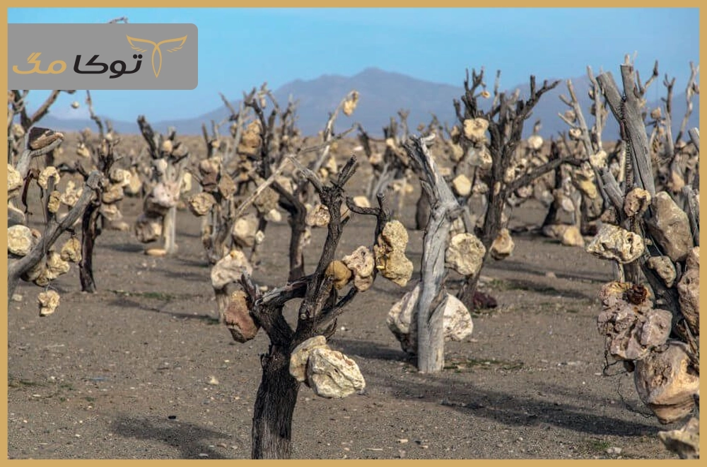 باغ سنگی سیرجان – کرمان