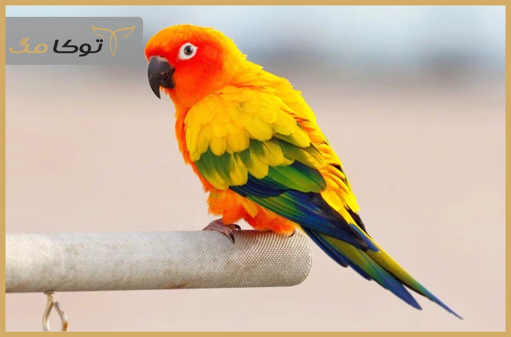 طوطی خورشیدی