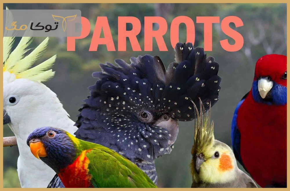انواع نژاد طوطی