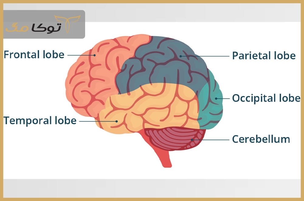 بخشهای مختلف مغز انسان