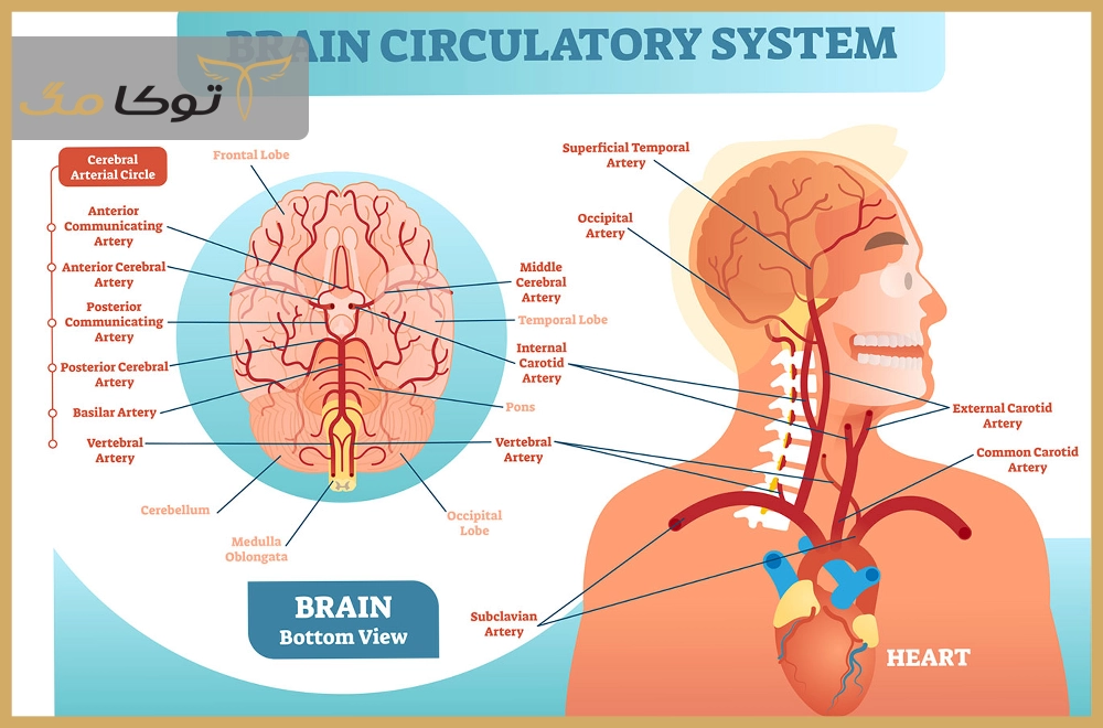کنترل مغز بر چه بخشهایی است؟
